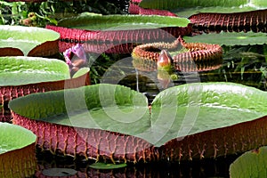 Bud and leaves of Victoria amazonica on pond