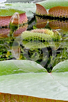 Bud and leaves of Victoria amazonica on pond. Sankt-Petersburg botanical garden