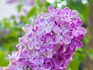 Bud with lilac flowers