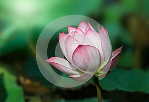 The bud of a lotus flower.Background is the lotus leaf and lotus flower and lotus bud and tree.