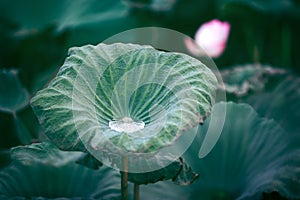 The bud of a lotus flower.Background is the lotus leaf and lotus flower and lotus bud and tree.