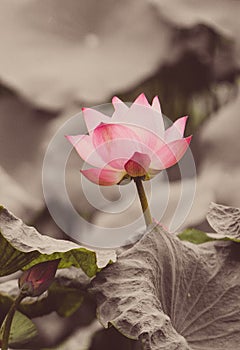 The bud of a lotus flower.Background is the lotus leaf and lotus flower and lotus bud and tree.Shooting location is the Sankeien i