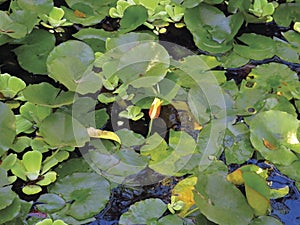 The bud of the lotus flower in the wild, on a background of green leaves. Lotus buds or water lily and leaves in the pond