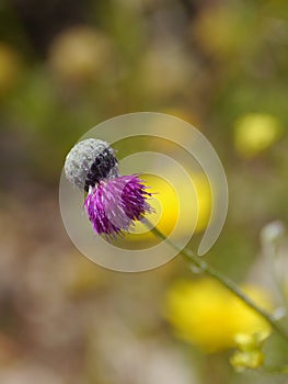 The bud of a magenta plume thistle