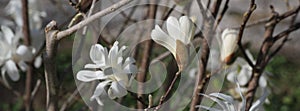 Bud of a Magnolia Stellata tree in Bolzano, Italy