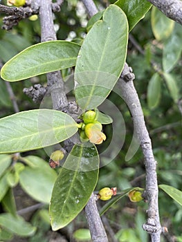 Bud of mandan flower in nature garden photo