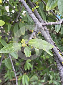 Bud of mandan flower in nature garden photo