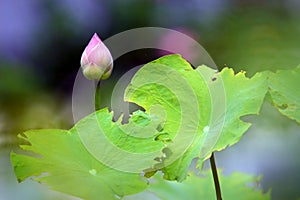 Bud of Nelumbo nucifera. photo