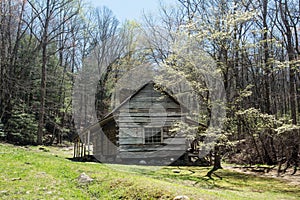 Bud Ogle Cabin With Spring Blooming Dogwood Smoky Mountains Tenn