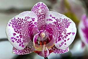 a bud of one Arwen orchid houseplant