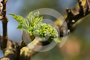 A Bud opening on a branch of a Sycamore tree, Acer pseudoplatanus, in spring showing the flower and the new leaves.