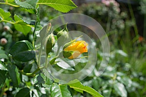 A bud of an orange rose in the garden