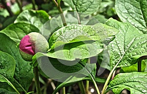 Bud of Paeonia caucasica with foliage