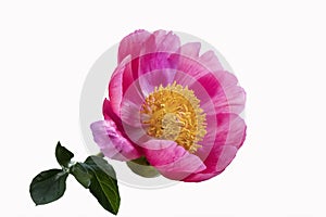 Bud of a peony. Open peony Bud. Pink peony flower isolated on white background