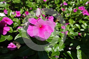 Bud and pink flowers of Catharanthus roseus