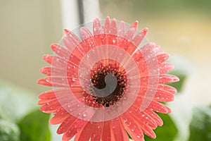 Bud of pink gerbera flower closeup. Dew and water droplets on the petals. Macro. Stock photo