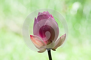 A Bud of Pink Lotus