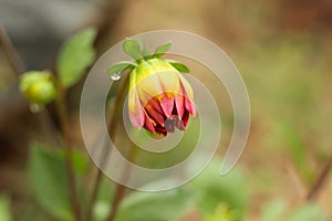 Bud of a pink and orange color dalia flower