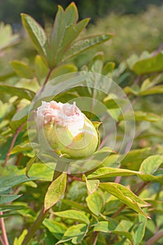 Bud of a pink peony