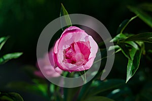 Bud of pink peony on a green natural background. Delicate fragrant flower in the garden