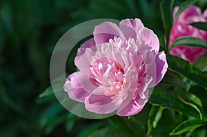 Bud of pink peony on a green natural background. Delicate fragrant flower in the garden