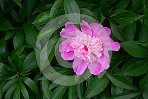 Bud of pink peony on a green natural background. Delicate fragrant flower in the garden