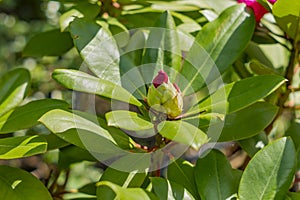 Bud of Pink Rhododendron. Evegreen shrub