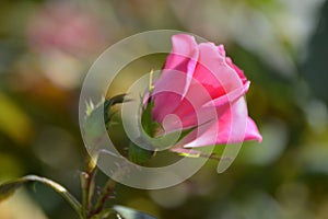 Bud of pink Rosa gallica, the Gallic rose, French rose, or rose of Provins