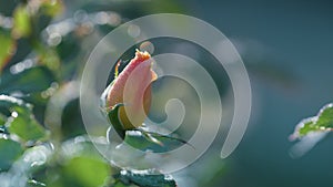 Bud pink rose floral garden. Close up unbloomed flower growing green bushes. photo