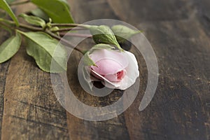 Bud of Pink Roses on a Rustic Wooden Table