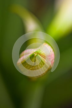 Bud of pink star lily