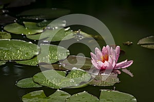 A bud of pink water lily Marliacea Rosea with water drop is opened in a pond. A frog Rana ridibunda sits in a blurred focus in the