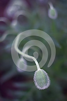 The bud of a poppy flower on blurry background