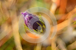 A Bud of a Prostrate flower or a Dream-grass on a yellow background. Pulsatilla
