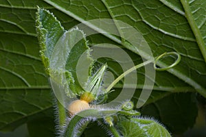 Bud of pumpkin flower in the garden