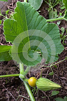 Bud of pumpkin flower in the vegetable garden