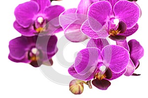 Bud of purple orchid with water drops