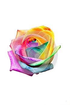 Bud rainbow roses