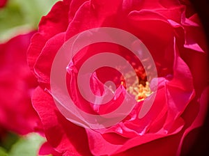 A bud of red bordo roses macro closeup