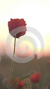 Bud of red poppy at sunrise. Beautiful red poppy flower in nature
