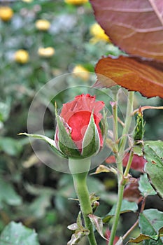 The Bud of a red rose