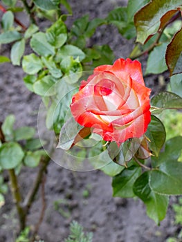 Bud of red rose growing on the flower bed.