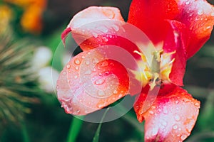 The bud of the red tulip opened.