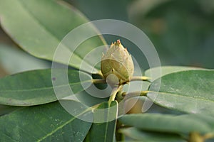 Bud of Rhododendron