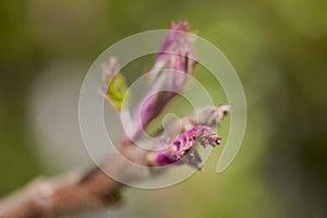 bud of (Rhus typhina) with blurred background