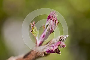 bud of (Rhus typhina) with blurred background