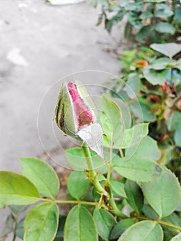 Bud rose flower