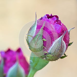 The bud of the rose gallica Cardinal de Richelieu, promising a beautiful dark purple flower of this rose variety