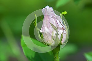 Bud of a rose on a green background photo
