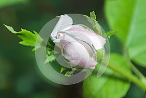 Bud of a rose on a green background photo